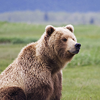 Alaska